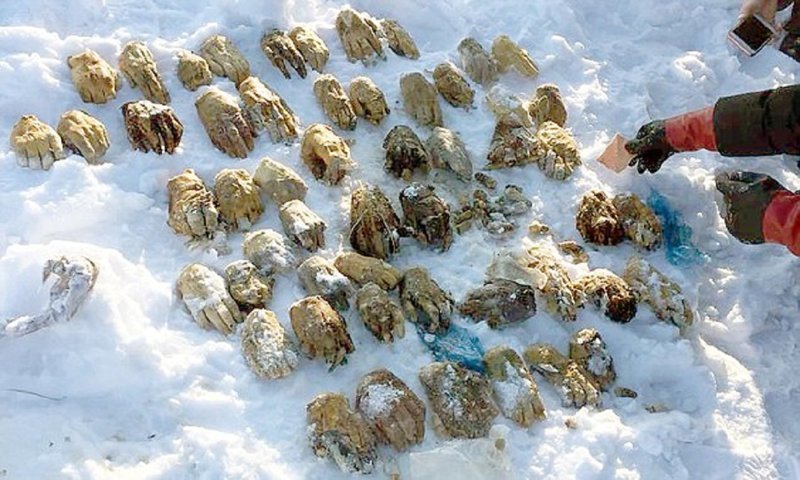 В Хабаровске найдено 54 отрубленных руки