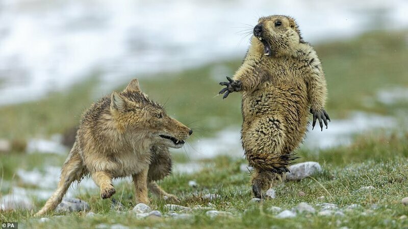 Лиса подкралась незаметно: победители конкурса Wildlife Photographer of the Year 2019