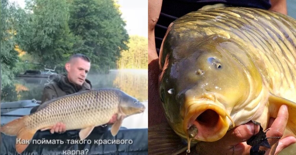 "Как поймать такого красивого карпа?": рыбак подсчитал свои затраты и ужаснулся