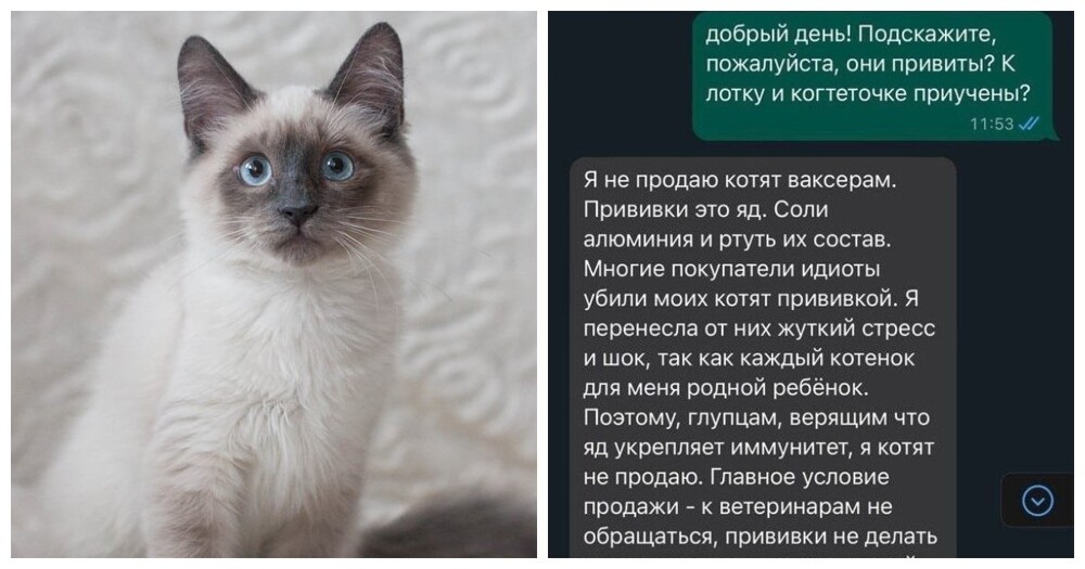 "Так и умрёте от вакцинации тупыми": мужчина хотел купить ребёнку котёнка - и наткнулся на противницу прививок