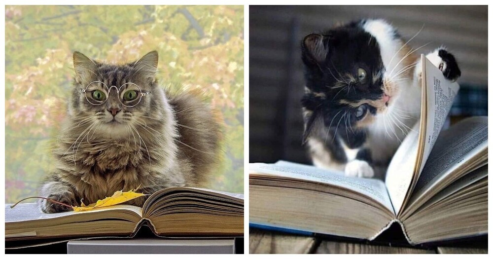 Коты-книгочеи